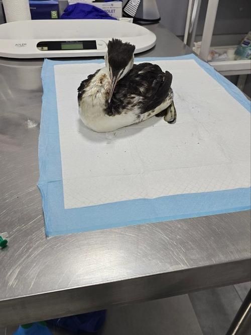 Изображение-image-67603b6632778e805e6b8fa605bec17b865fef2c-721x1280-jpg